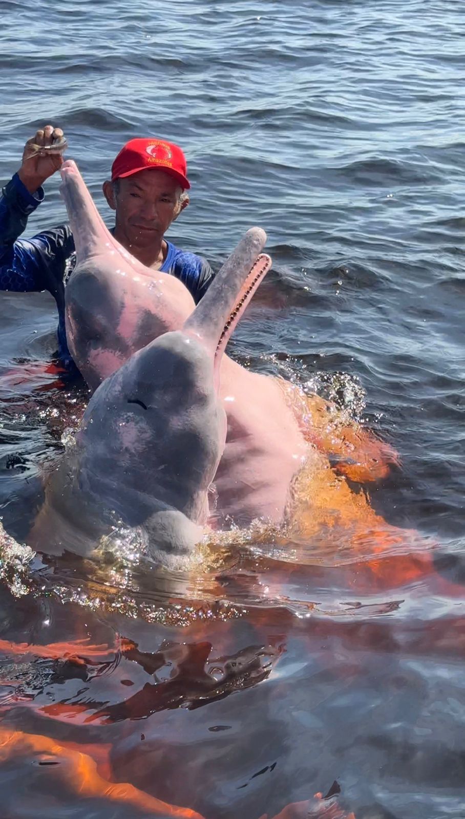 Boto cor-de-rosa emergindo nas águas escuras do Rio Negro